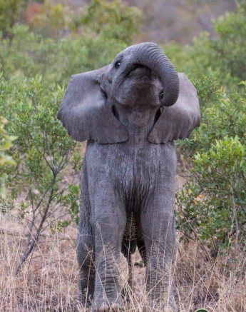 28Frederik Aucamp Elephant Calf Final