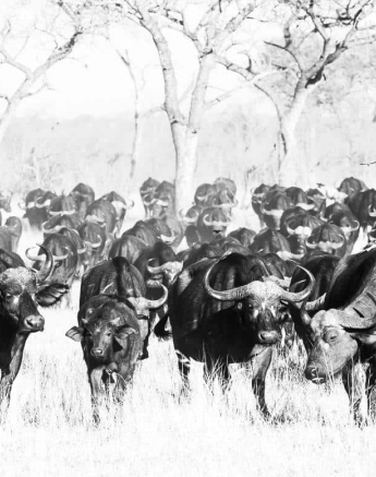10Kerry Lee Roberg Buffalo Herd Final 10Kerry Lee Roberg Buffalo Herd Final