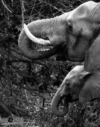 27Kerry Lee Roberg Elephants 080918BW Final 27Kerry Lee Roberg Elephants 080918BW Final