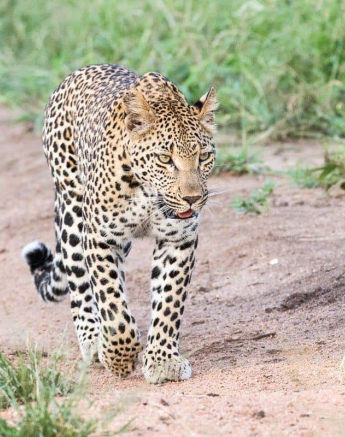 06Frederik Aucamp Ntsumi Leopard 01 03 2019 1 Final 06Frederik Aucamp Ntsumi Leopard 01 03 2019 1 Final