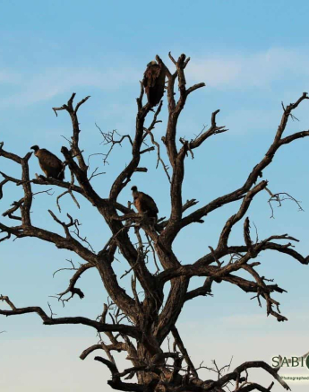 07Stefan Schoeman White Backed Vulture Final