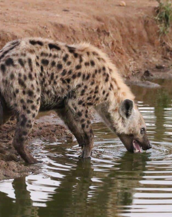 09Steff McWilliam Spotted Hyena 12062019 2 Final