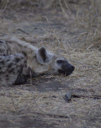 56Maryke Nel Hyena 16072019 7 Final 56Maryke Nel Hyena 16072019 7 Final