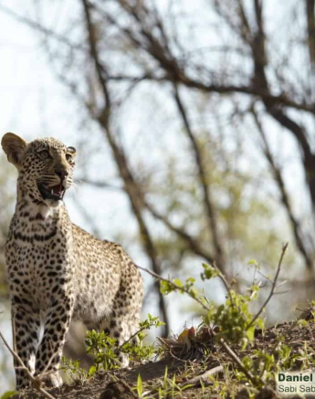 11Daniel Hitchings Scotia 02122019 2 Final 11Daniel Hitchings Scotia 02122019 2 Final