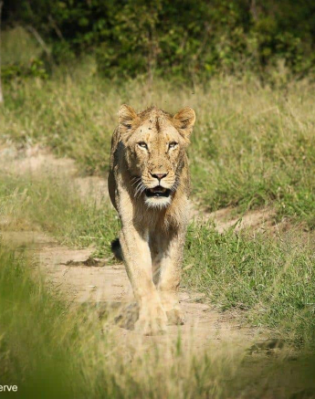 18Ally Ross 20200425 Sand River Male 02  Final