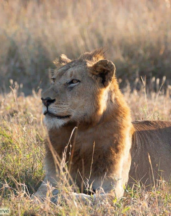 12Brett Heasman Nkuhuma And Styx 28052020 1 Final