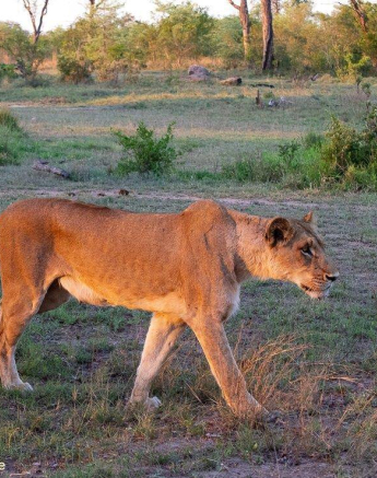09ronald Mutero Southern Pride Female 10112020  3 Final 09ronald Mutero Southern Pride Female 10112020  3 Final