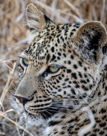 A32ronald Mutero Tsumi And Cub 27092021  Final A32ronald Mutero Tsumi And Cub 27092021  Final