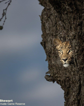 A21Graeme Stewart Ntsumi Cub 190122 2  Final