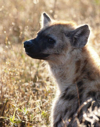 A26Coenraad Stapelberg.Hyena 220722 3 Edit Final A26Coenraad Stapelberg.Hyena 220722 3 Edit Final