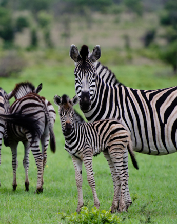 Luxury Safari 8 Luxury Safari 8
