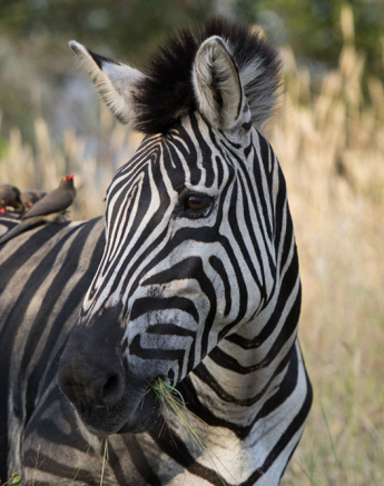 Zebra Oxpecker Zebra Oxpecker