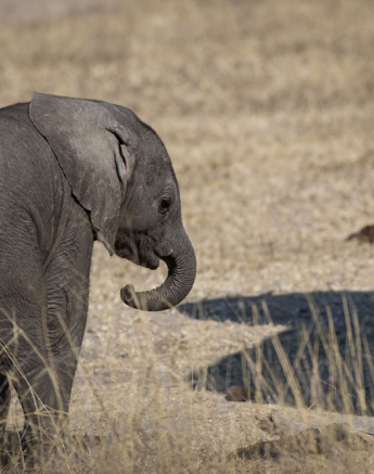 Ellies 2 Ellies 2