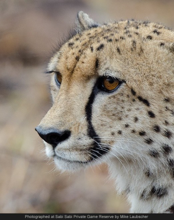 10658780 743594559021531 5391046726973622814 O