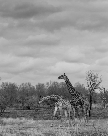 Mike Palmer Giraffe Drinking 1