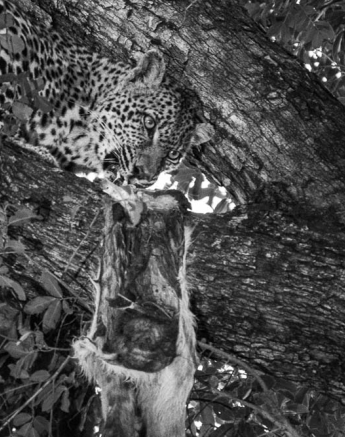 Courtney Dalziel Outcrop Bw Courtney Dalziel Outcrop Bw