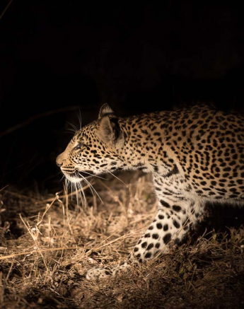 20Mike Palmer New Female Leopard 2 20Mike Palmer New Female Leopard 2