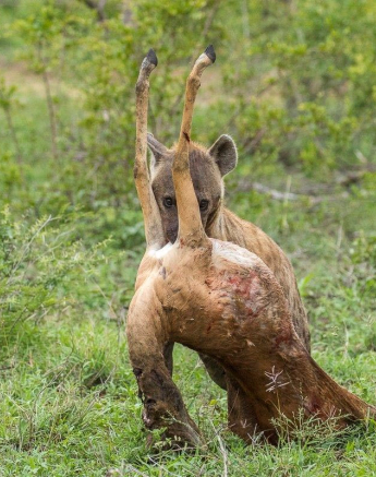 38Kyle Hyena Steal 12 Dec 4 Final 38Kyle Hyena Steal 12 Dec 4 Final