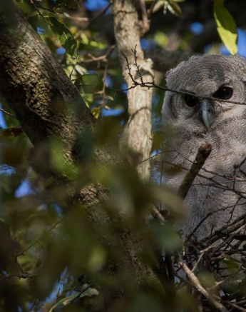 13Kevan Dobbie Giant Eagle Owl Chick 1510 Final 13Kevan Dobbie Giant Eagle Owl Chick 1510 Final