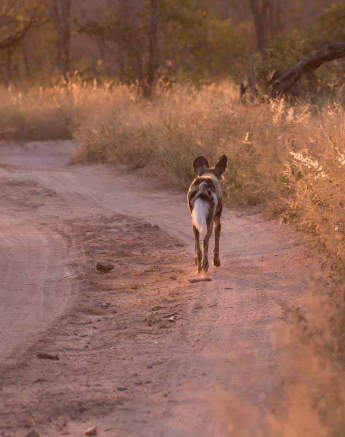38Frederik Aucamp Wild Dogs  Final 38Frederik Aucamp Wild Dogs  Final