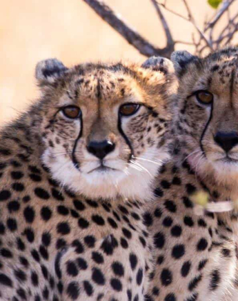 23Frederik Aucamp 3 Cheetah 3 Final 23Frederik Aucamp 3 Cheetah 3 Final