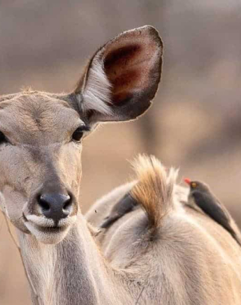 02Kerry Lee Roberg Oxpecker Blog Final 02Kerry Lee Roberg Oxpecker Blog Final