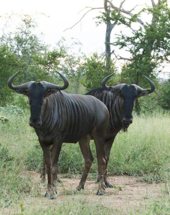 19Steff McWilliam Wildebeest 21 03 19 Edit Final 19Steff McWilliam Wildebeest 21 03 19 Edit Final