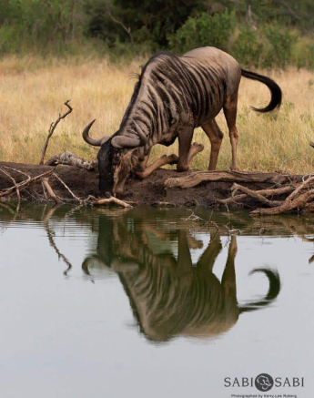 41Kerry Lee Roberg Wildebeest Bambis Final 41Kerry Lee Roberg Wildebeest Bambis Final