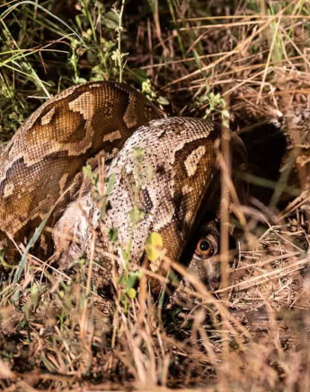 27Kevin Van Der Linde African Rock Python 12052019 Final