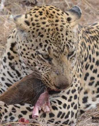 02Ronald Mutero Xovo 16102019 1 Final