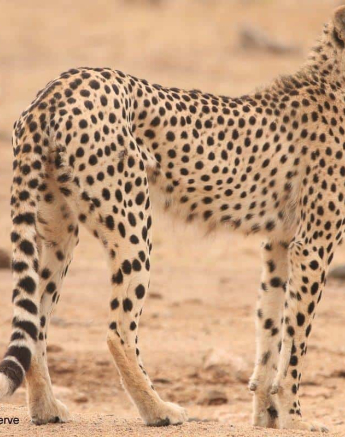 37Ruth Berning Cheetah 31102019 4 Final 37Ruth Berning Cheetah 31102019 4 Final