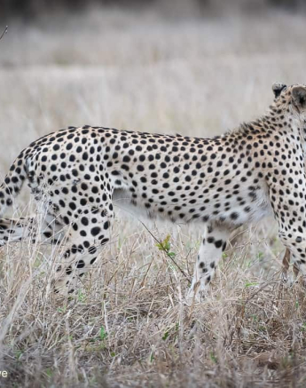 05Shaun Jenkinson Cheetah Kill 18 11 2019 5 Final