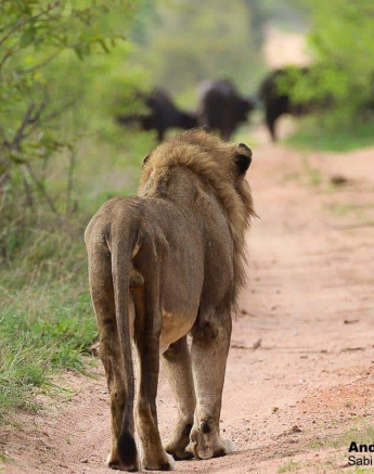 23andries Ndlovu Lions 011219 3 Final 23andries Ndlovu Lions 011219 3 Final