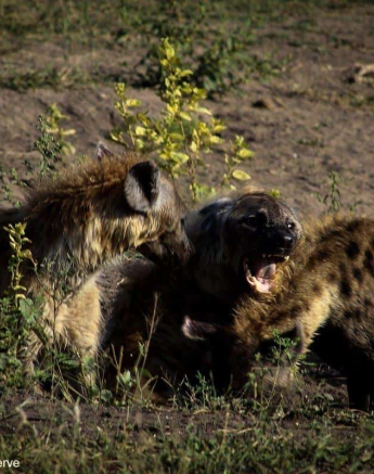 07Rebecca Boshoff Hyaena 8 Final 07Rebecca Boshoff Hyaena 8 Final