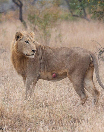 34Brett Heasman Nwas 09062020 3 Final