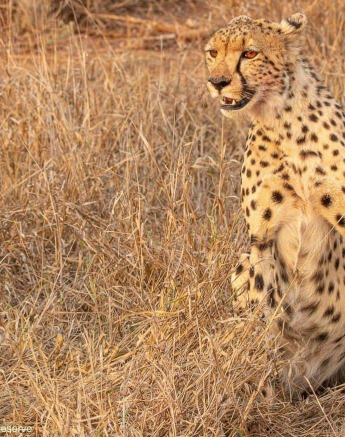 25andries Cheetah 050920 1 Final 25andries Cheetah 050920 1 Final