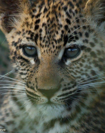 13Ally Ross 20210201 Ntsumi Cub 09 Final