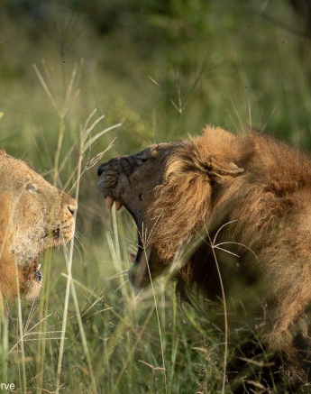 18Tyron Van Der Walt Nwashishaka 030321 2 Final