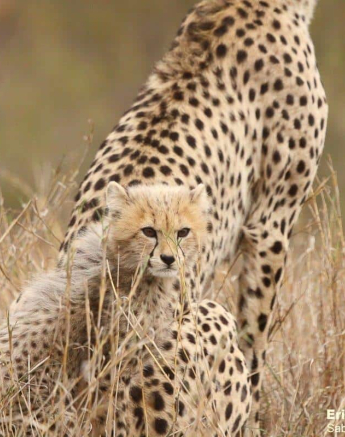 B02Erin Herbst Cheetah 6 191021 Final B02Erin Herbst Cheetah 6 191021 Final