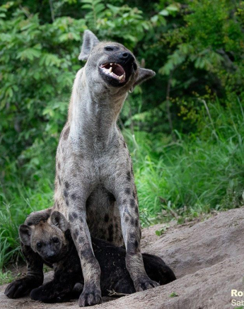 A02ronald Mutero Hyena 21122021 3 Final