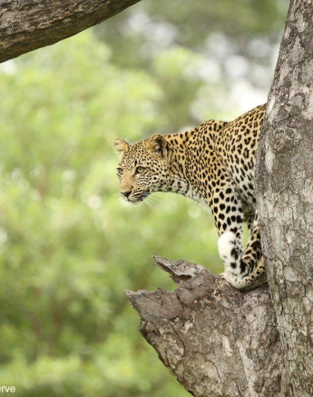 A33Erin Herbst Kigelia Cub 1 231221 Final