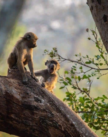 11Kerry Lee Roberg Baboon Young.1 Final 11Kerry Lee Roberg Baboon Young.1 Final