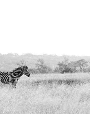 08Kevin Van Der Linde Zebra 18062019 Sigma 70 200 F2.8 Final 08Kevin Van Der Linde Zebra 18062019 Sigma 70 200 F2.8 Final
