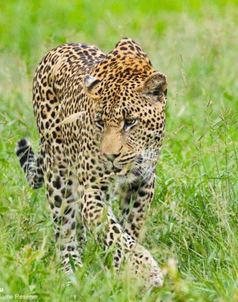 06andries Ndlovu Leopard Nweti Male 23.1.20 4 Final 06andries Ndlovu Leopard Nweti Male 23.1.20 4 Final