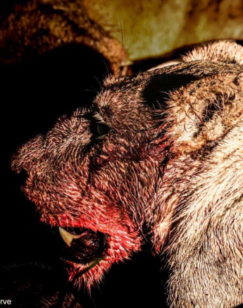 B05Coenraad Stapelberg Styx 130123 3 Final