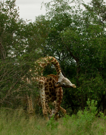 Giraffe4 S S Giraffe4 S S