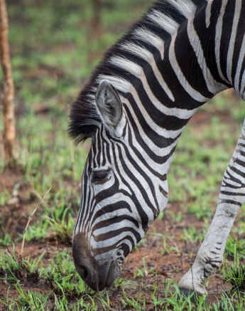 Mike Palmer Zebra Mike Palmer Zebra
