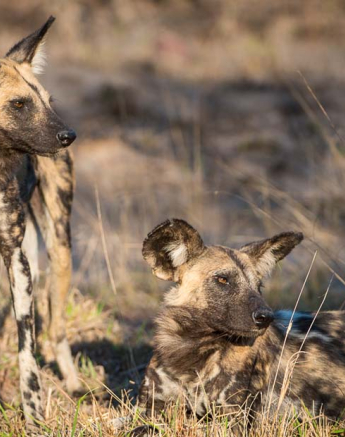 Terry Ennever Wilddogs1 Terry Ennever Wilddogs1
