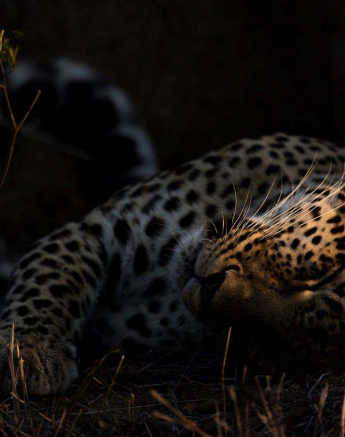 25Kyle LBC Golden Light