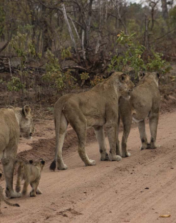 15Tayla McCurdy SP And Cubs 26 Feb 16 1 15Tayla McCurdy SP And Cubs 26 Feb 16 1